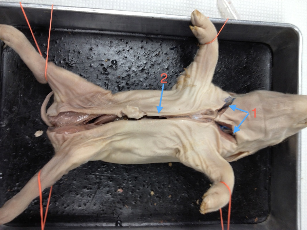 Fetal Pig Dissection - The Originals